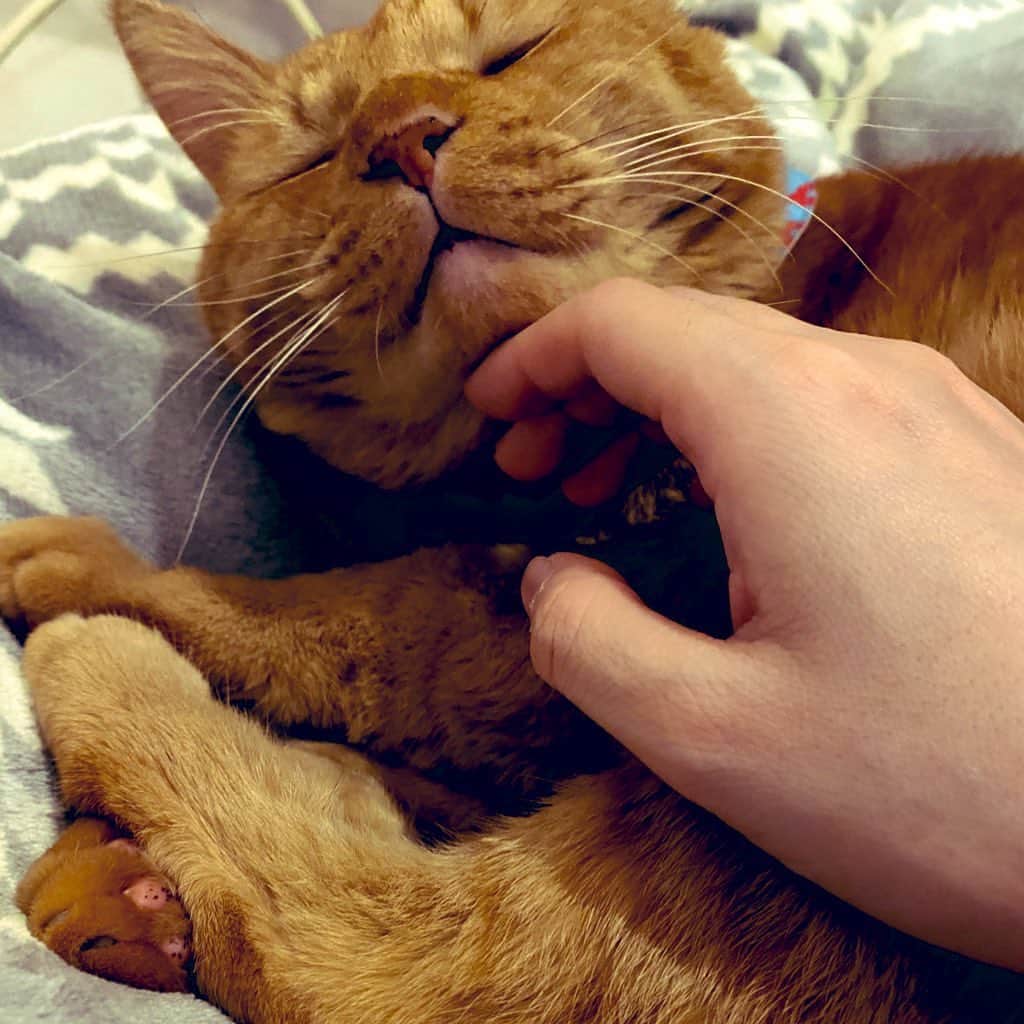 森永理科のインスタグラム：「くうー #redcat」