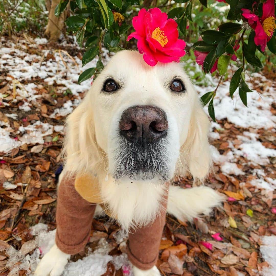 P太郎ママさんのインスタグラム写真 - (P太郎ママInstagram)「#花と犬 #サザンカ 下が真っ白なら、 もっと映えたのに！！！」1月2日 21時19分 - ptarodada