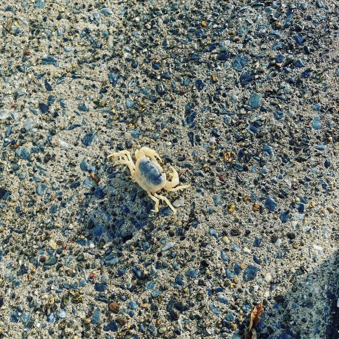 板谷由夏 さんのインスタグラム写真 - (板谷由夏 Instagram)「お正月、寝正月 昼寝とかしちゃって。ヒマで良いって、マジ？ ってなかんじの１月2日でした ヒマばんざい🙌 散歩したら、蟹さんに会いました 蟹さん、あたし蟹座なの。 2021頑張るよ！ 今年もみなさんよろしくね！」1月2日 21時35分 - yukaitaya