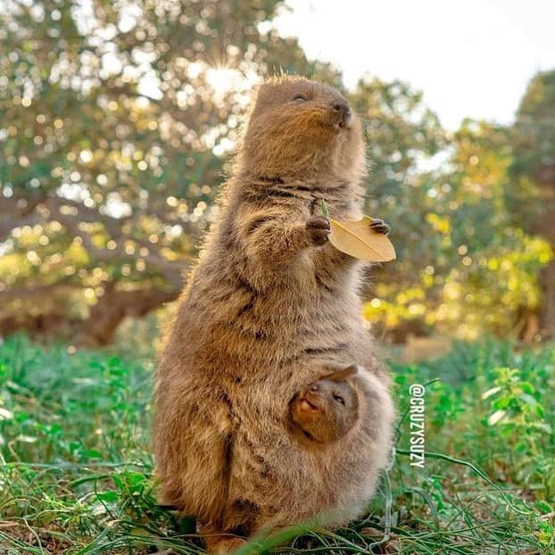 animals.coさんのインスタグラム写真 - (animals.coInstagram)「Quokkas always smile ☺️ Photography by @cruzysuzy @meiji_nguyen_photography」1月2日 21時50分 - animals.co