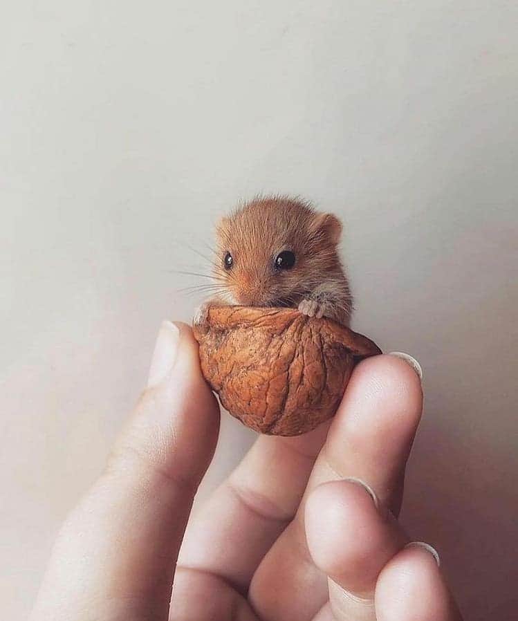 のインスタグラム：「Rate this cuteness from 1-10 By @ilenia_rescue」
