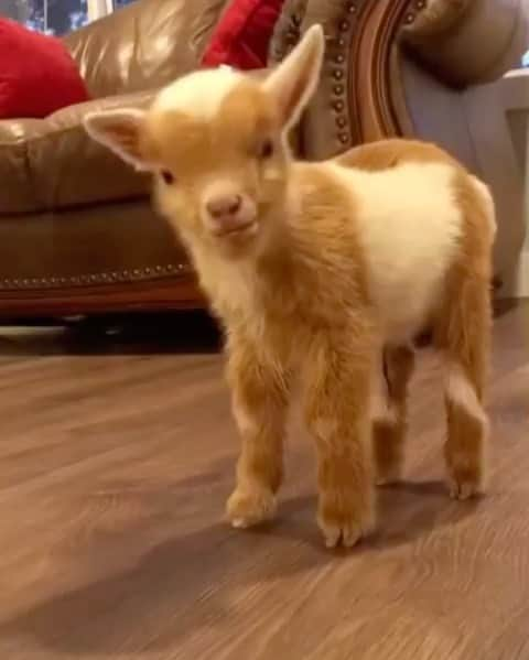 Daily The Best And Funniest Videosのインスタグラム：「Cutest baby goat 🐐 By @loreal_k17」