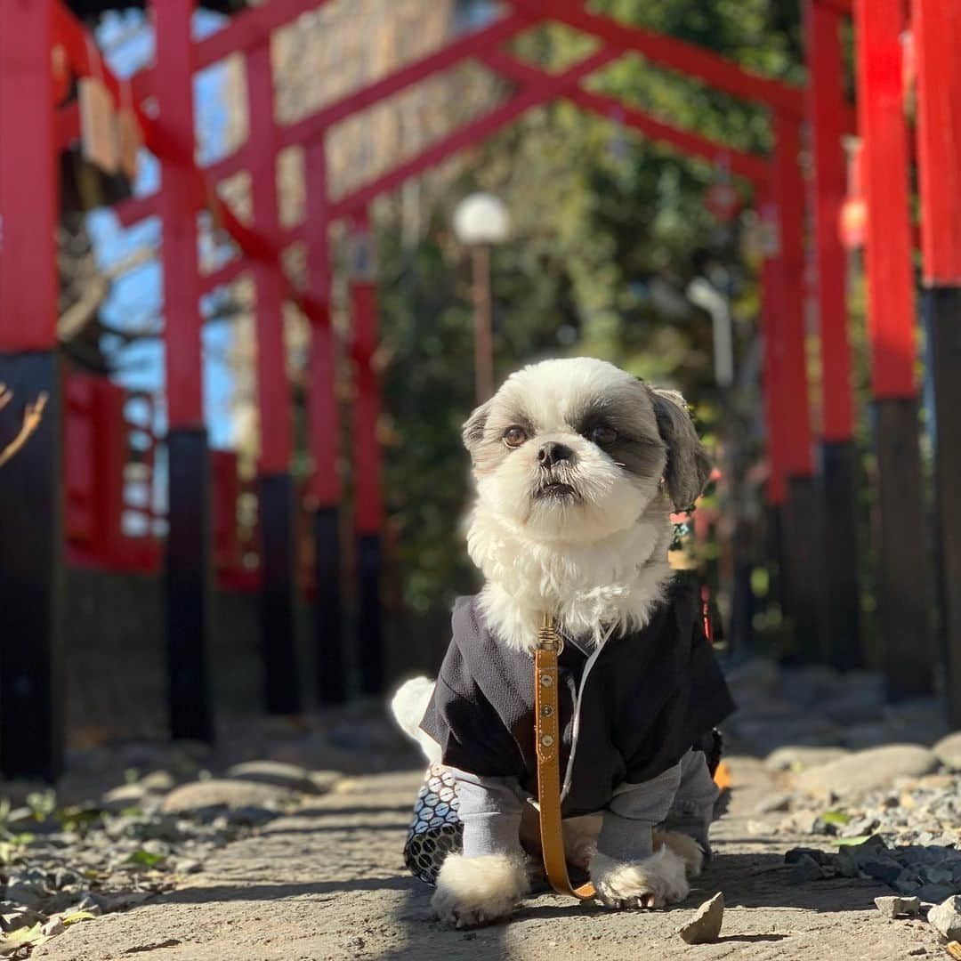 いくらさんのインスタグラム写真 - (いくらInstagram)「近所にある神社で初詣してきたよ⛩ ・ お賽銭は奮発して100円👍 ※父ちゃんは5円 ・ 神社の奥にある大銀杏の木に抱きついてパワーも貰ったよ🤲 ・ おみくじも見事に大吉🐶🙌 ・ どれどれ、縁談は ・ ”他人の云う儘に任せてよし 必ず叶う” ・ だって😍😍😍 ・ 今年は最高の年になりそうだね🐶💕 ・ ・ #初詣 #神社 #おみくじ #大吉 #shizthu #シーズー #dogsofinstagram #シース #dog #shihtzu #犬 #shizthulovers #cute #シーズー犬 #犬のいる暮らし #シーズー男の子 #dogstagram #シーズー大好き #いぬすたぐらむ #シーズー大好き部 #わんすたぐらむ #愛犬 #ふわもこ部 #shihtzugram #いぬバカ部 #cutedogs #shihtzulovers」1月2日 22時02分 - i_am_ikura