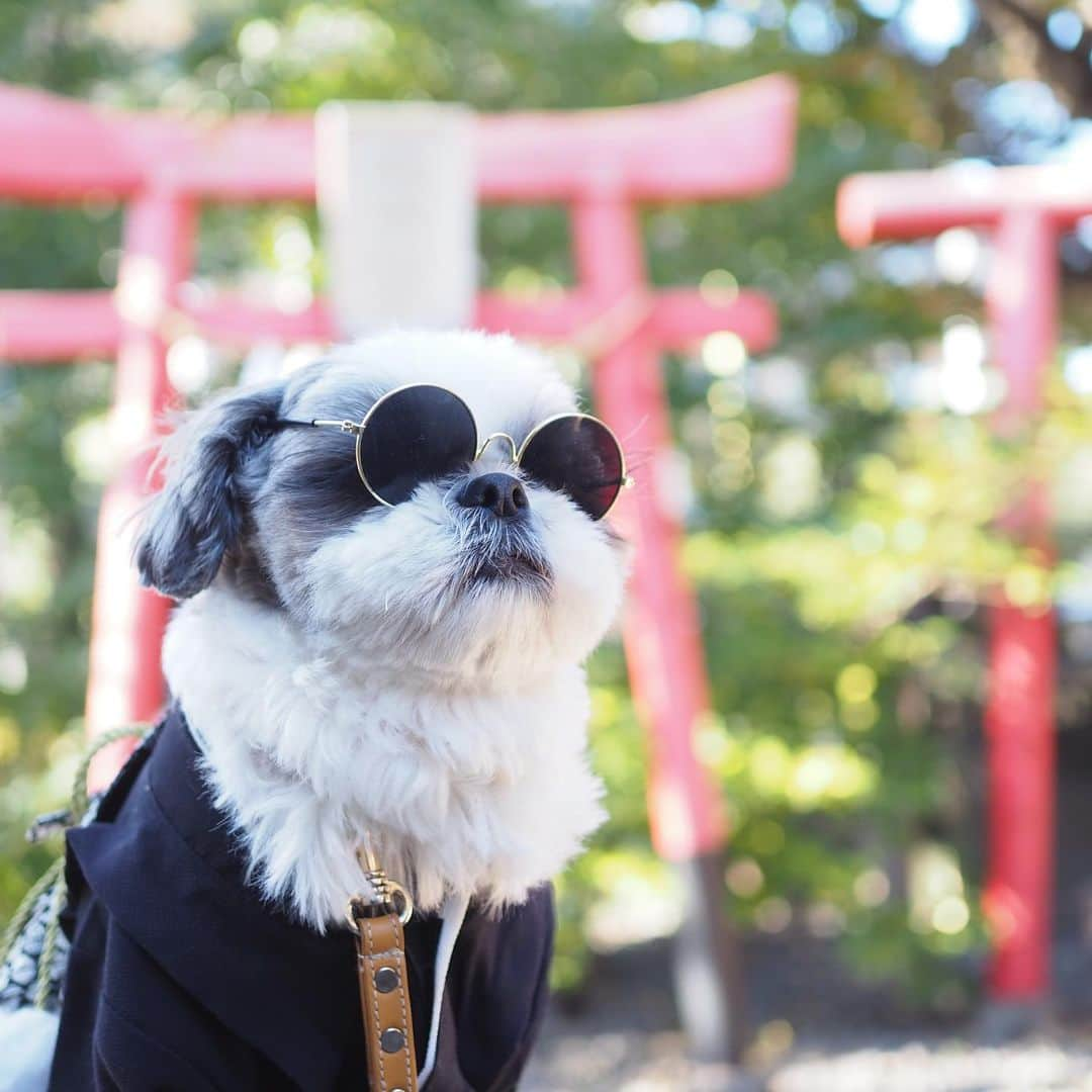 いくらさんのインスタグラム写真 - (いくらInstagram)「近所にある神社で初詣してきたよ⛩ ・ お賽銭は奮発して100円👍 ※父ちゃんは5円 ・ 神社の奥にある大銀杏の木に抱きついてパワーも貰ったよ🤲 ・ おみくじも見事に大吉🐶🙌 ・ どれどれ、縁談は ・ ”他人の云う儘に任せてよし 必ず叶う” ・ だって😍😍😍 ・ 今年は最高の年になりそうだね🐶💕 ・ ・ #初詣 #神社 #おみくじ #大吉 #shizthu #シーズー #dogsofinstagram #シース #dog #shihtzu #犬 #shizthulovers #cute #シーズー犬 #犬のいる暮らし #シーズー男の子 #dogstagram #シーズー大好き #いぬすたぐらむ #シーズー大好き部 #わんすたぐらむ #愛犬 #ふわもこ部 #shihtzugram #いぬバカ部 #cutedogs #shihtzulovers」1月2日 22時02分 - i_am_ikura