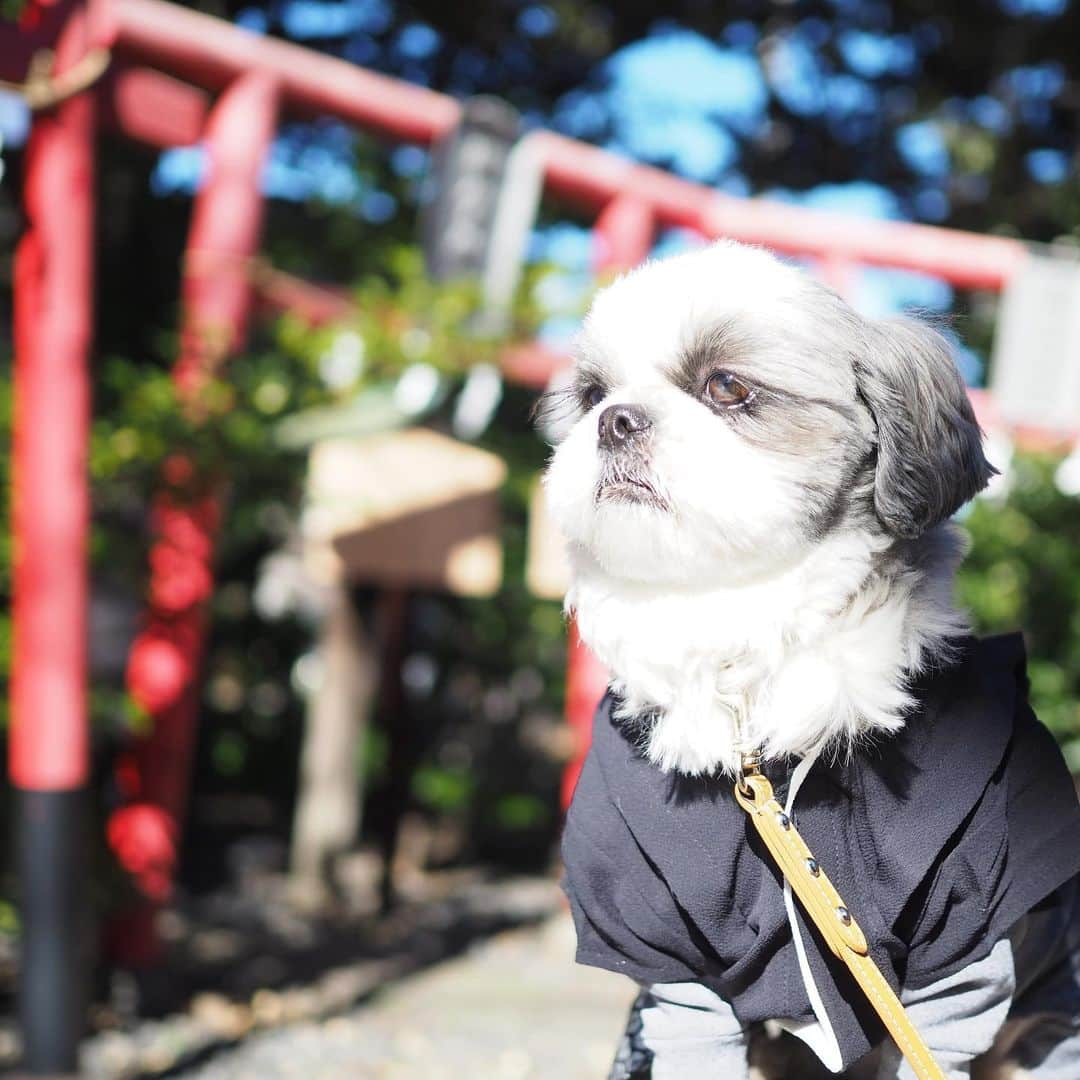 いくらさんのインスタグラム写真 - (いくらInstagram)「近所にある神社で初詣してきたよ⛩ ・ お賽銭は奮発して100円👍 ※父ちゃんは5円 ・ 神社の奥にある大銀杏の木に抱きついてパワーも貰ったよ🤲 ・ おみくじも見事に大吉🐶🙌 ・ どれどれ、縁談は ・ ”他人の云う儘に任せてよし 必ず叶う” ・ だって😍😍😍 ・ 今年は最高の年になりそうだね🐶💕 ・ ・ #初詣 #神社 #おみくじ #大吉 #shizthu #シーズー #dogsofinstagram #シース #dog #shihtzu #犬 #shizthulovers #cute #シーズー犬 #犬のいる暮らし #シーズー男の子 #dogstagram #シーズー大好き #いぬすたぐらむ #シーズー大好き部 #わんすたぐらむ #愛犬 #ふわもこ部 #shihtzugram #いぬバカ部 #cutedogs #shihtzulovers」1月2日 22時02分 - i_am_ikura