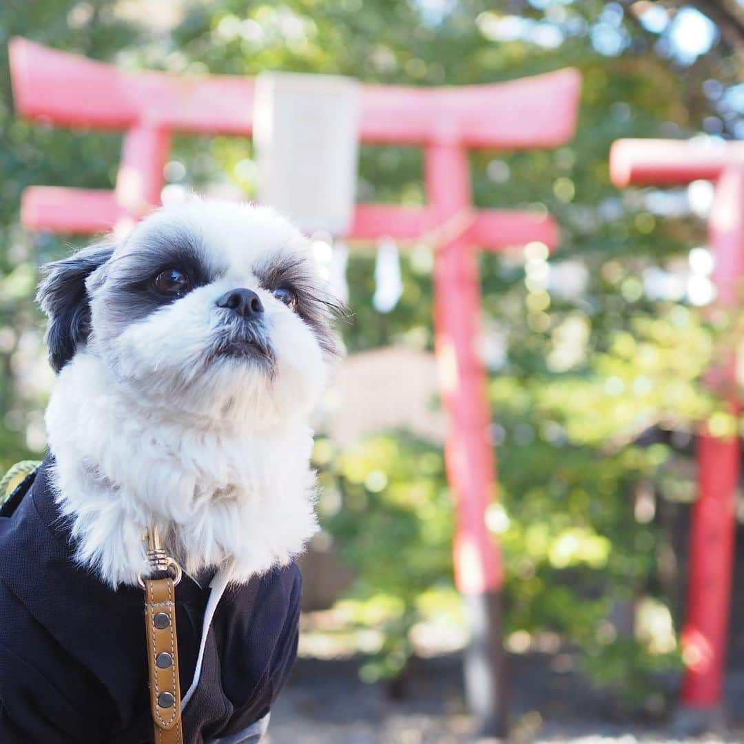 いくらさんのインスタグラム写真 - (いくらInstagram)「近所にある神社で初詣してきたよ⛩ ・ お賽銭は奮発して100円👍 ※父ちゃんは5円 ・ 神社の奥にある大銀杏の木に抱きついてパワーも貰ったよ🤲 ・ おみくじも見事に大吉🐶🙌 ・ どれどれ、縁談は ・ ”他人の云う儘に任せてよし 必ず叶う” ・ だって😍😍😍 ・ 今年は最高の年になりそうだね🐶💕 ・ ・ #初詣 #神社 #おみくじ #大吉 #shizthu #シーズー #dogsofinstagram #シース #dog #shihtzu #犬 #shizthulovers #cute #シーズー犬 #犬のいる暮らし #シーズー男の子 #dogstagram #シーズー大好き #いぬすたぐらむ #シーズー大好き部 #わんすたぐらむ #愛犬 #ふわもこ部 #shihtzugram #いぬバカ部 #cutedogs #shihtzulovers」1月2日 22時02分 - i_am_ikura