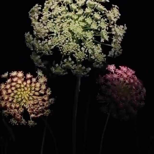 ナタリア・コルドバ・バックリーのインスタグラム：「*Dice una antigua plegaria hebrea* “Que tus despertares te despierten. Y que al despertarte, el día que comienza te entusiasme.  Y que jamás se transformen en rutinarios los rayos del sol que se filtran por tu ventana en cada nuevo amanecer. Y que tengas la lucidez de concentrarte y de rescatar lo más positivo de cada persona que se cruza en tu camino. Y que no te olvides de saborear la comida, detenidamente, aunque solo sea pan y agua. Y de encontrar algún momento en el día, aunque sea corto y breve, para elevar tu mirada hacia lo alto y agradecer por el milagro de la salud, ese misterio y fantástico equilibrio interno.  Y que logres expresar el amor que sientes por tus seres queridos. Y que tus abrazos, abracen. Y que tus besos, besen. Y que los atardeceres no dejen de sorprenderte, y que nunca dejes de maravillarte. Y que llegues cansada/o y satisfecho/a al anochecer por la tarea realizada durante el día.  Y que tu sueño sea calmo, reparador y sin sobresaltos. Y que no confundas tu trabajo con la vida, ni tampoco el valor de las cosas con su precio.  Y que no te creas más que nadie porque solo los ignorantes desconocen que no somos más que polvo y ceniza. Y que no te olvides, ni por un instante que cada segundo de la vida es un regalo, un obsequio, y que si fuéramos realmente valientes, bailaríamos y cantaríamos de alegría al tomar conciencia de ello. Como un pequeñísimo homenaje al misterio de la vida que nos abraza y nos bendice.”  Gracias por compartir #Repost @imdianagarcia @heroinejournal」