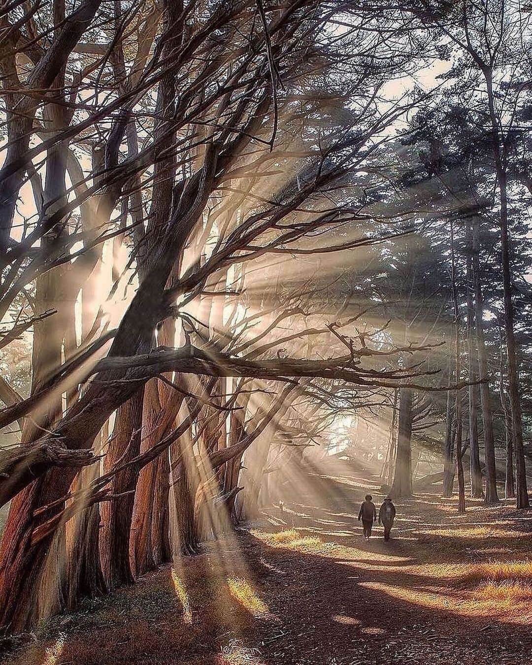 Canon Photographyさんのインスタグラム写真 - (Canon PhotographyInstagram)「Brilliant sun rays!  Photography // @manuel_hutama Curated by @steffeneisenacher  #halfmoonbay #california #cali #sunrays #treecaptures」1月3日 7時44分 - cpcollectives
