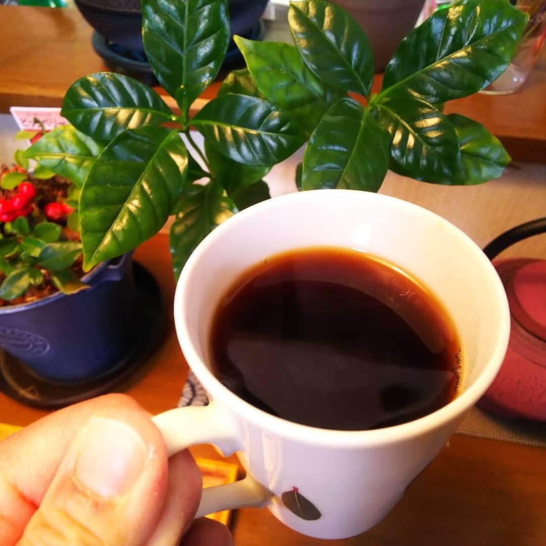 みながわゆみさんのインスタグラム写真 - (みながわゆみInstagram)「#コーヒー #coffee #フリーカップ #コーヒー好き #コーヒー好きな人と繋がりたい #コーヒーの木 #ビッグベリー #サンスベリア #写真好き #写真好きな人と繋がりたい」1月3日 8時06分 - nama.09.19