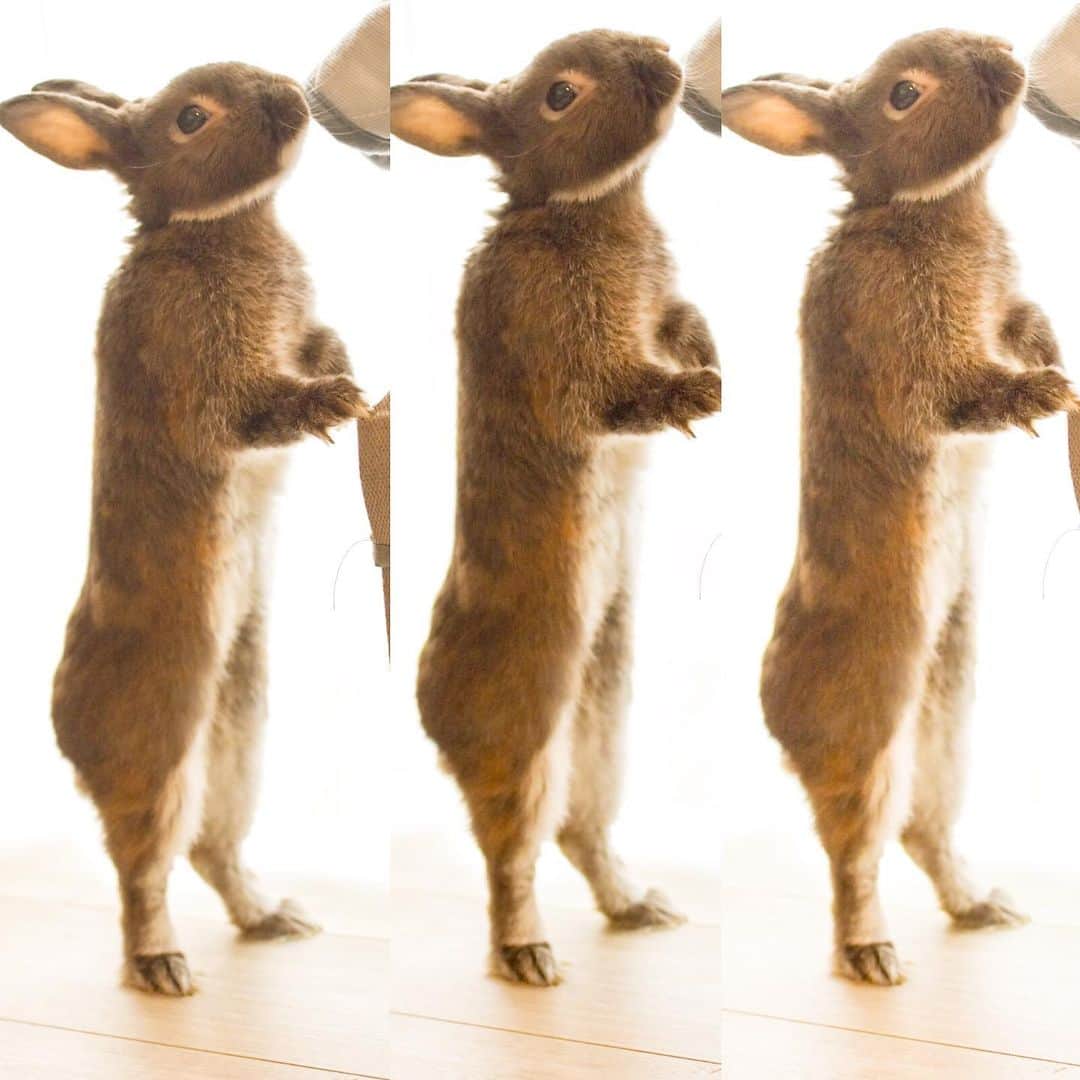 yun.ゆんのインスタグラム：「march.🐻 昇龍🐉鏡餅🍊寝正月😴 😂 今日でお正月休み終わりです〜。🎍✨ . . . ♪ ♪ ♪  #うさぎ#ウサギ#ネザーランドドワーフ#ZIP写真部#レモン#ふわもこ部#マーチ#多頭飼い#犬とうさぎ#お正月 #rabbits#rabbitsofinstagram #rabbitstagram #petstagram #march#instapet#cutepetclub #instarabbit #bunnies #bunnylove #lapin #pecotv #WeeklyFluff #lemon #netherlanddwarf #pecotv」