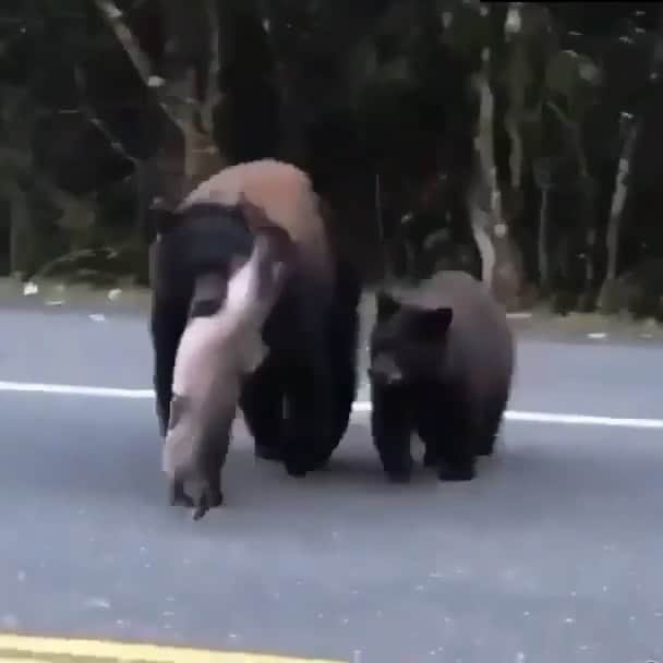 のインスタグラム：「A Mother is a Mother is a Mother... #SaveBears」