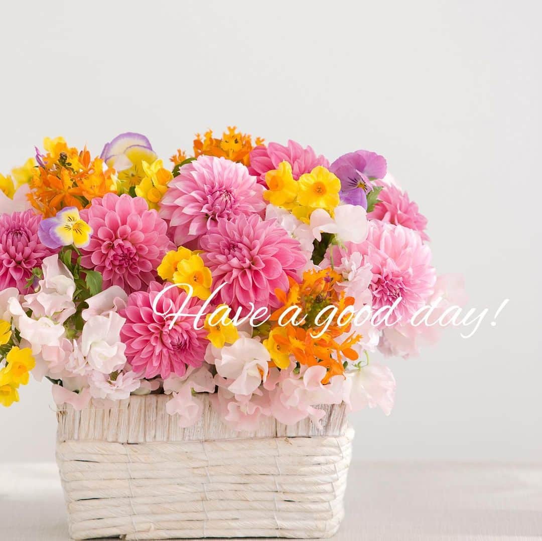 雑誌『花時間』さんのインスタグラム写真 - (雑誌『花時間』Instagram)「おはようございます。ピンクのお花には、いつもどんな色のお花を合わせていますか？﻿ ﻿ ぱっきりとしたピンクには﻿ オレンジと黄色！﻿ ﻿ くすみのない花色同士なら﻿ うきうきと楽しい気分になれます。﻿ ﻿ でも、まったくの単色同士では…﻿ 芸がありませんよね😅﻿ ﻿ パンジーなどの複数の色を併せ持つ﻿ 複色のお花を投入してみてー！﻿ ﻿ それだけで、ついつい見入ってしまう﻿ 素敵なアレンジになっちゃいます。  ちなみに、昨年の暮れ、 ミモザやスズラン、 ワスレナグサなどの 春のお花が市場に出ていたそう。  今年は春の花が前倒し。 好きなお花があったら、 飾り忘れないよう 花屋さんパトロールを こまめにしましょうねー🚓  ﻿では、2021年の３日めも元気smile😊😊😊でお過ごしくださいね！ byピーターパン  花 @floraflora13  写真 @satomi.ochiai78  #flowers #flowerslovers #flowerstagram #flowerarrangement  #花時間 #花時間2021  #花好き #花藝 #花好きな人と繋がりたい #花が好きな人と繋がりたい #花のある生活 #花のある暮らし #花を飾る #花を飾る生活  #ダリアが好き  #ダリア #春の花  #ピンクの花が好き #ピンクの花 #ビタミンf #dahlia  #花屋さんへ行こう」1月3日 8時35分 - hanajikan_magazine