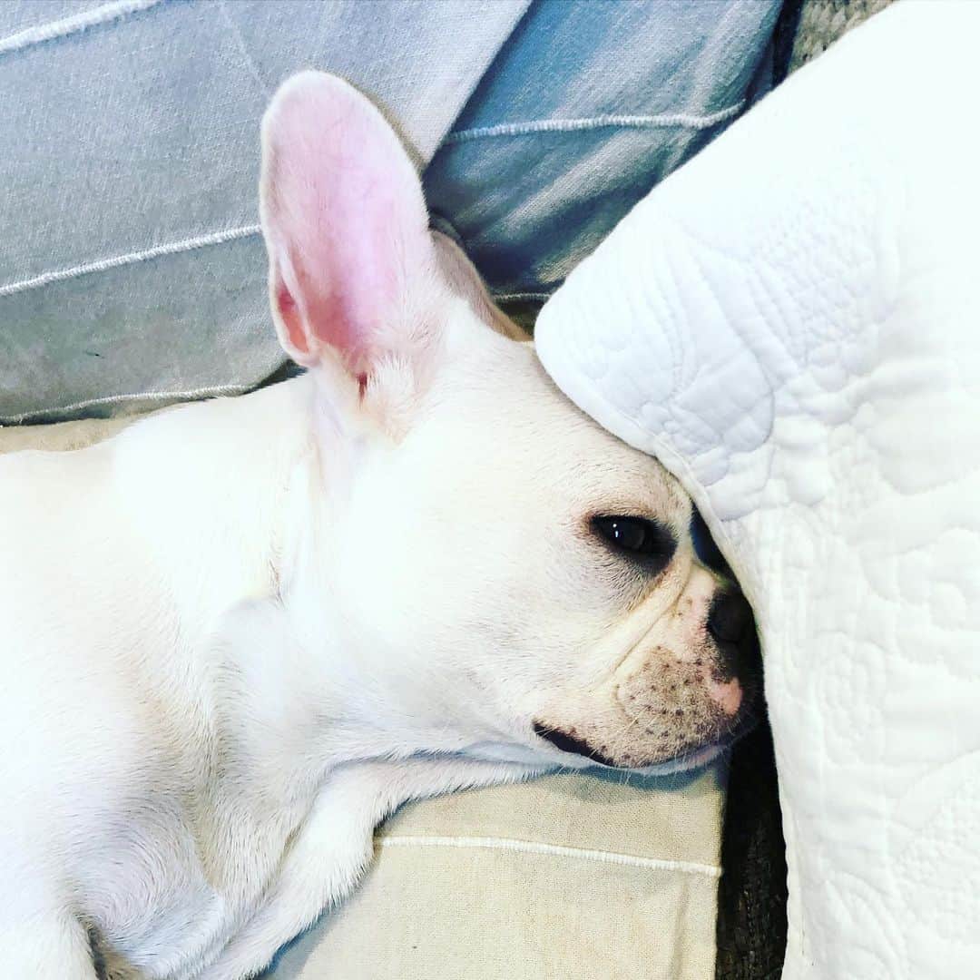 藤田朋子さんのインスタグラム写真 - (藤田朋子Instagram)「#おはよ #ルパン #成長し続ける犬 #フレンチブルドッグ #仔犬」1月3日 8時57分 - chiendormant