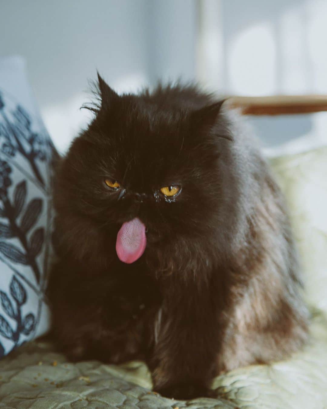 てふさんのインスタグラム写真 - (てふInstagram)「舌出しのプロ #cochicat」1月3日 0時15分 - cat_chouchou