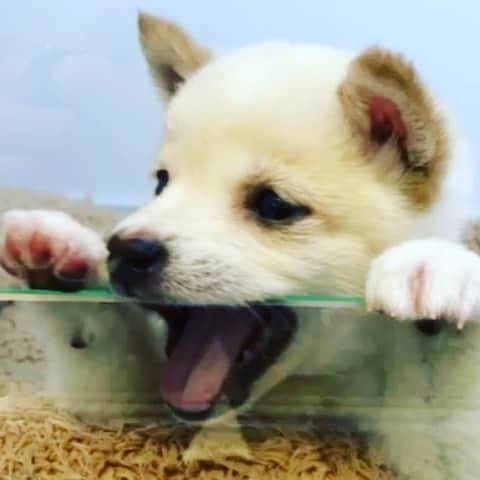 Willy Wonkaのインスタグラム：「アルフォンスとの記念すべき出会いの日。 アルと呼ぶ事にしました！ #たぬき顔 の可愛いやつです🐕  #dogmodel #dogstagram #shibainu #mameshiba #yorkiesofinstagram #dachshund #doggy #doggie #insta_dogs #instagood #豆柴 #まめしば #白豆柴」