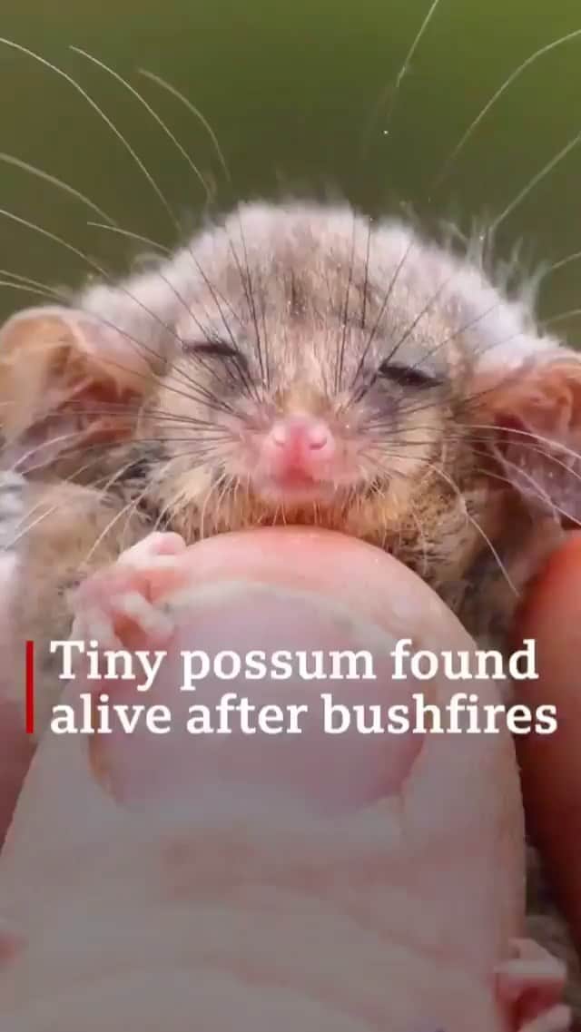 WildLifeのインスタグラム：「After fearing none had survived fires on Kangaroo Island, ecologists found the tiny marsupial. // #Regram from @BBCnews  "Oh my goodness, it's so tiny!"  Bushfires destroyed almost half the bushland on Australia’s Kangaroo Island last summer, devastating animal habitats. Ecologists feared the island’s population of little pygmy possums – the world’s smallest possum species – had been wiped out. Then they made an exciting (and very cute) discovery. #Australia #Bushfire #AminalOfInstagram #Ecology #Possum #Habitat #BBCNews」