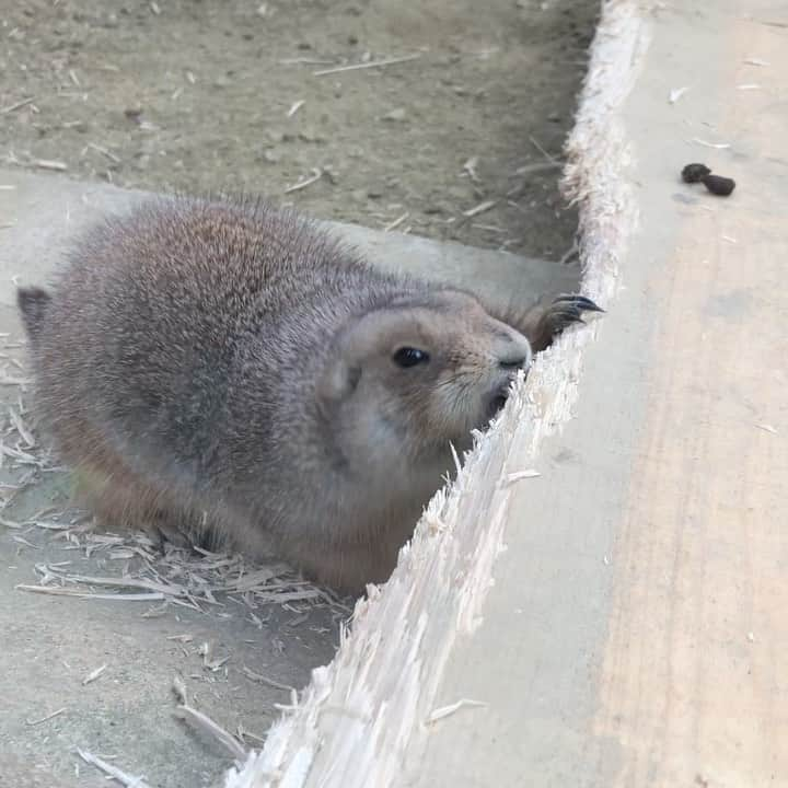 azumyのインスタグラム：「オグロプレーリードッグすき。」