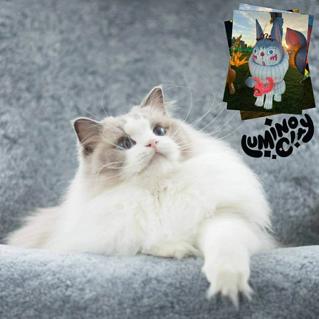 Princess Auroraのインスタグラム：「We have been so occupied with everything else that we've forgotten to remind you that Aurora is now featured in the light festival in New York, created by @luminocityfestival 😻  We're so happy and proud that they wanted to include Aurora as a celebrity animal in the show. Unfortunately we can't go there ourselves but PLEASE, if you do go, take some pictures of it and send to us!  We do have a ticket discount code you can use which is AURORA15 💝  More info about the festival can be found on their Instagram: @luminocityfestival」