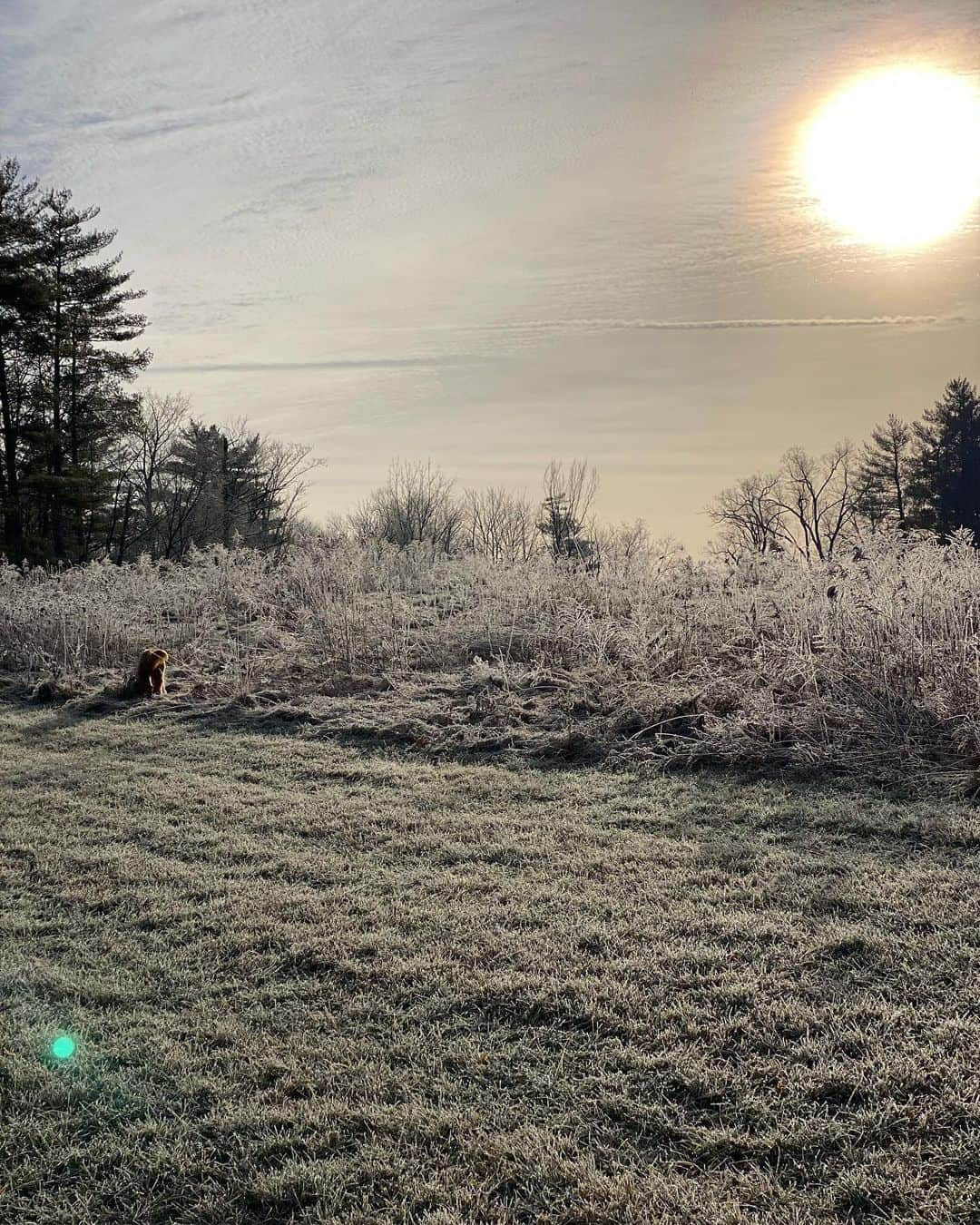 ビジー・フィリップスさんのインスタグラム写真 - (ビジー・フィリップスInstagram)「A portrait of Gina in the morning frost Jan 1, 2021 #nofilter」1月3日 0時34分 - busyphilipps