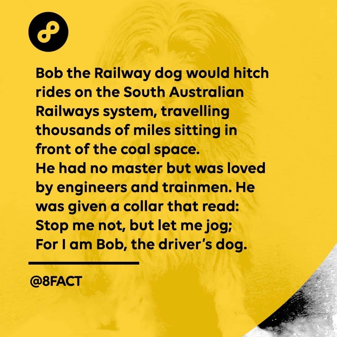 のインスタグラム：「Today, Bob’s collar is on display in the National Railway Museum, Port Adelaide, along with photographs and other artifacts. There’s also a statue of him located on the eastern end of Main Street, Peterborough.」