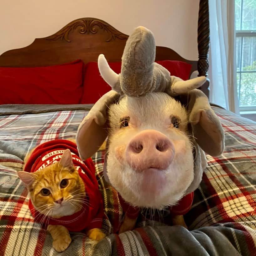 Priscilla and Poppletonさんのインスタグラム写真 - (Priscilla and PoppletonInstagram)「Happy Caturday from @ua_big_al aka Silly Pop and his sidekick Tigger. They are still celebrating Alabama’s Rose Bowl win last night. We are so piggy excited for Alabama to take on Ohio State in the National Championship game! Leave us a ROLL TIDE if you will be rooting for Bama with us!🐷🐘🅰️🐱#Caturday #BigAl #PopandTigger #RollTide #PrissyandPop」1月3日 0時35分 - prissy_pig