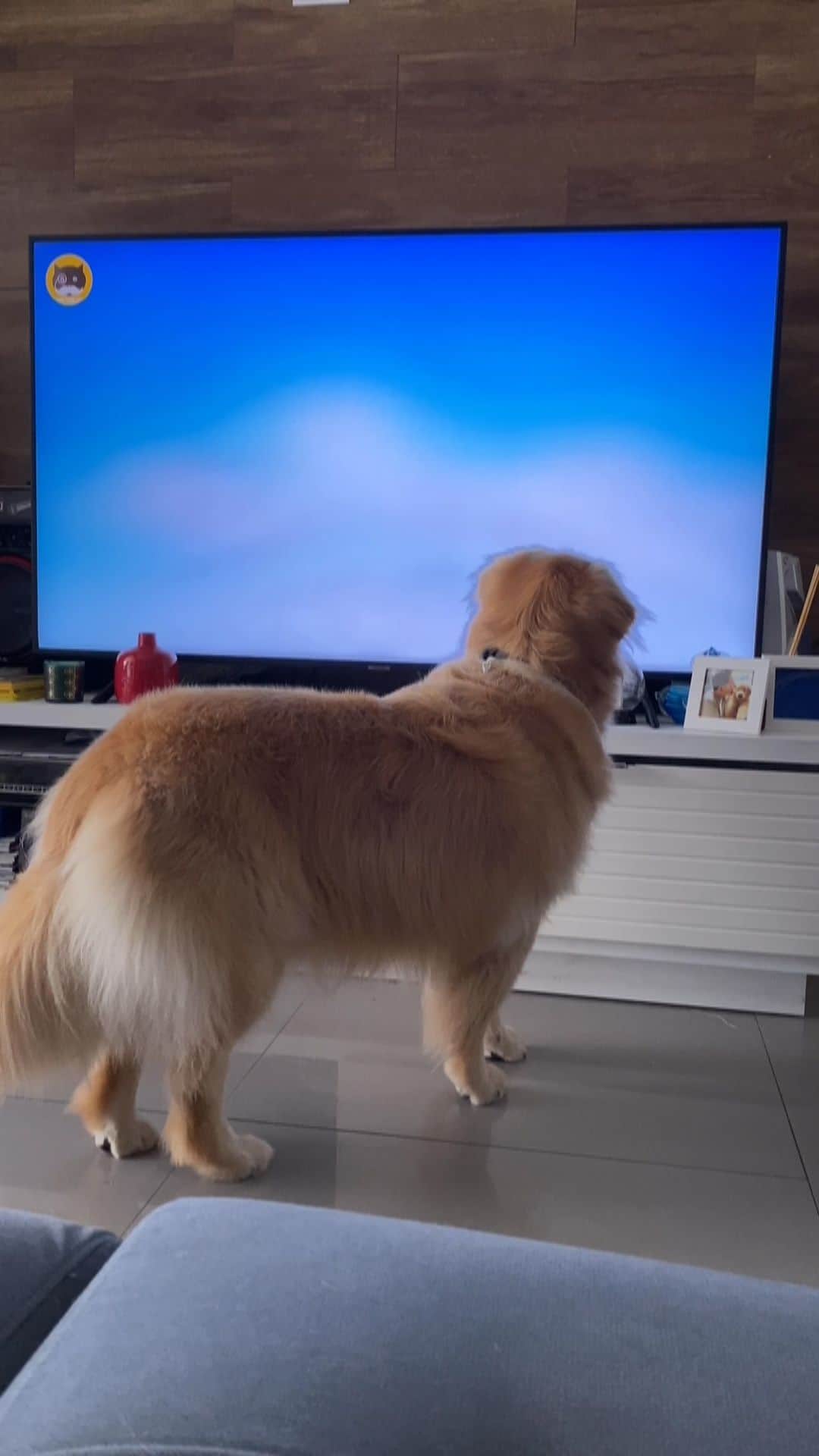 Bobのインスタグラム：「Já que eu não posso pegar na TV eu roubo sua bolinha Bob 🤭🐾🐾 . . #pets #photooftheday #petsofinstagram #instagrammers #instagram #instadaily #vejasp #goldenretriever #goldenretrievers #goldenretrieversofinstagram #dogs #dogstyle #dogoftheday #dogsofinstagram #saopaulo #gudfriends #photography」