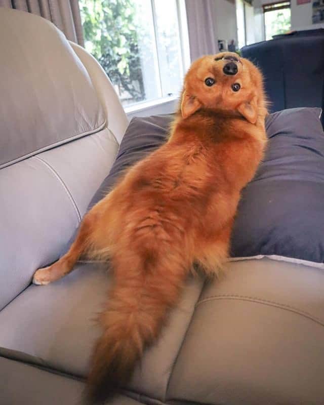 8crapさんのインスタグラム写真 - (8crapInstagram)「“My dog is secretly an owl, or possessed” - Want to get featured like her? Join “The Barked Club” on FACEBOOK and post something now! 👉 barked.com - 📷 @kayatheshepherd - #TheBarkedClub #barked #dog #doggo #FinnishSpitz」1月3日 1時00分 - barked