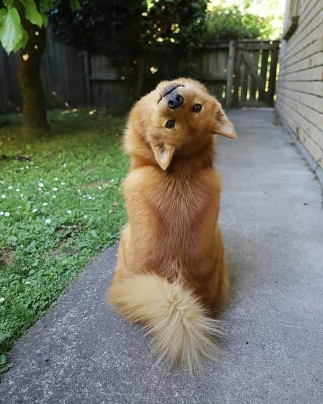 のインスタグラム：「“My dog is secretly an owl, or possessed” - Want to get featured like her? Join “The Barked Club” on FACEBOOK and post something now! 👉 barked.com - 📷 @kayatheshepherd - #TheBarkedClub #barked #dog #doggo #FinnishSpitz」