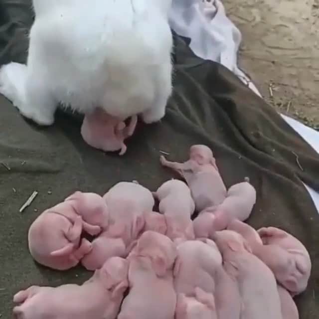 のインスタグラム：「A MOTHER IS A MOTHER IS A MOTHER...」