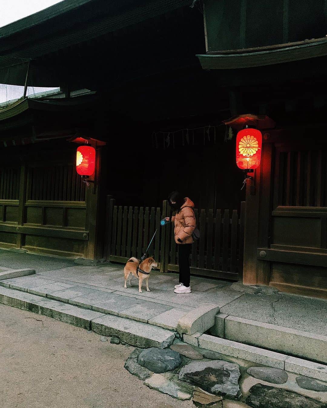井上志帆子さんのインスタグラム写真 - (井上志帆子Instagram)「#筥崎宮#柴犬#初詣」1月3日 1時15分 - shiriko0316