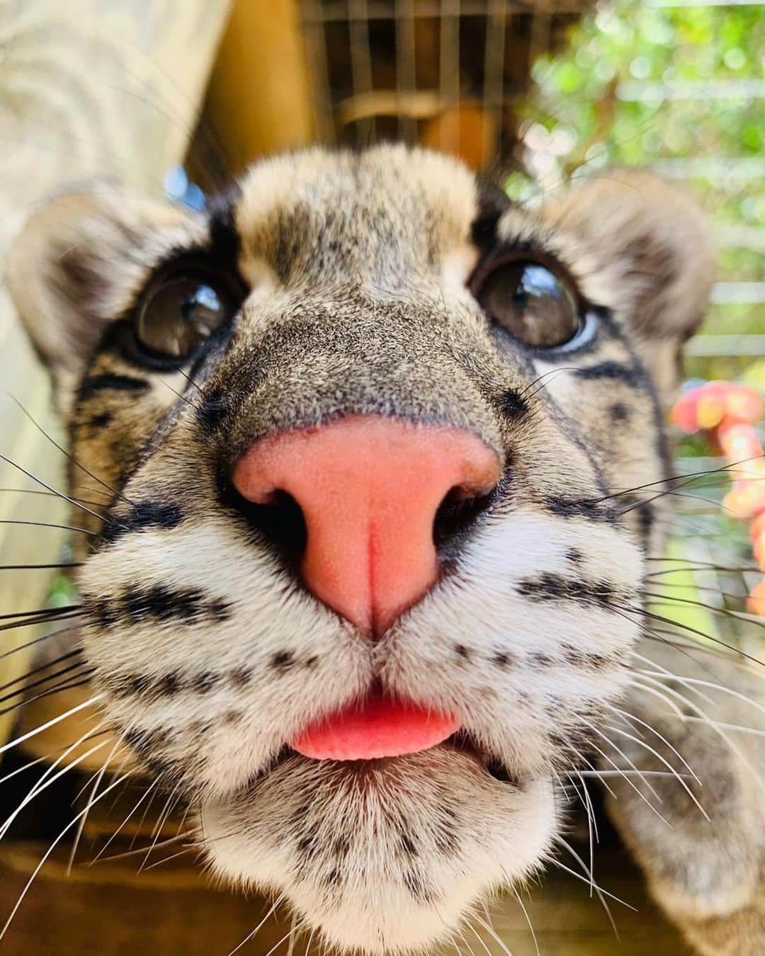 Zoological Wildlife Foundationさんのインスタグラム写真 - (Zoological Wildlife FoundationInstagram)「Starting off the new year with Petras’ gorgeous face!😍💚💕 #cloudedleopard #noseboop #whyisshesoperfect」1月3日 1時29分 - zwfmiami