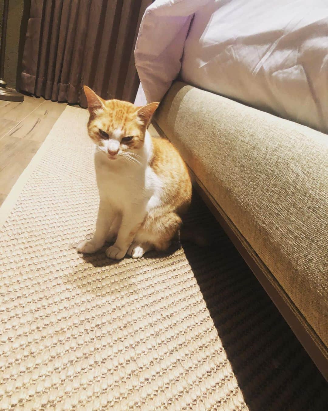 ナディラ・シンディ・ワンタリさんのインスタグラム写真 - (ナディラ・シンディ・ワンタリInstagram)「kucing oren」1月3日 1時46分 - nadilawantari23