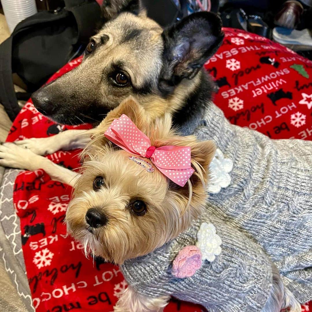 さんのインスタグラム写真 - (Instagram)「Allie & Misty 💭 We are rocking our matching sweaters today! 👯💃🏼👯‍♀️💃🏼 #WhoWoreItBetter #SweaterSeason #MatchyMatchy #SistersLove」1月3日 1時51分 - happyyorkiefamily