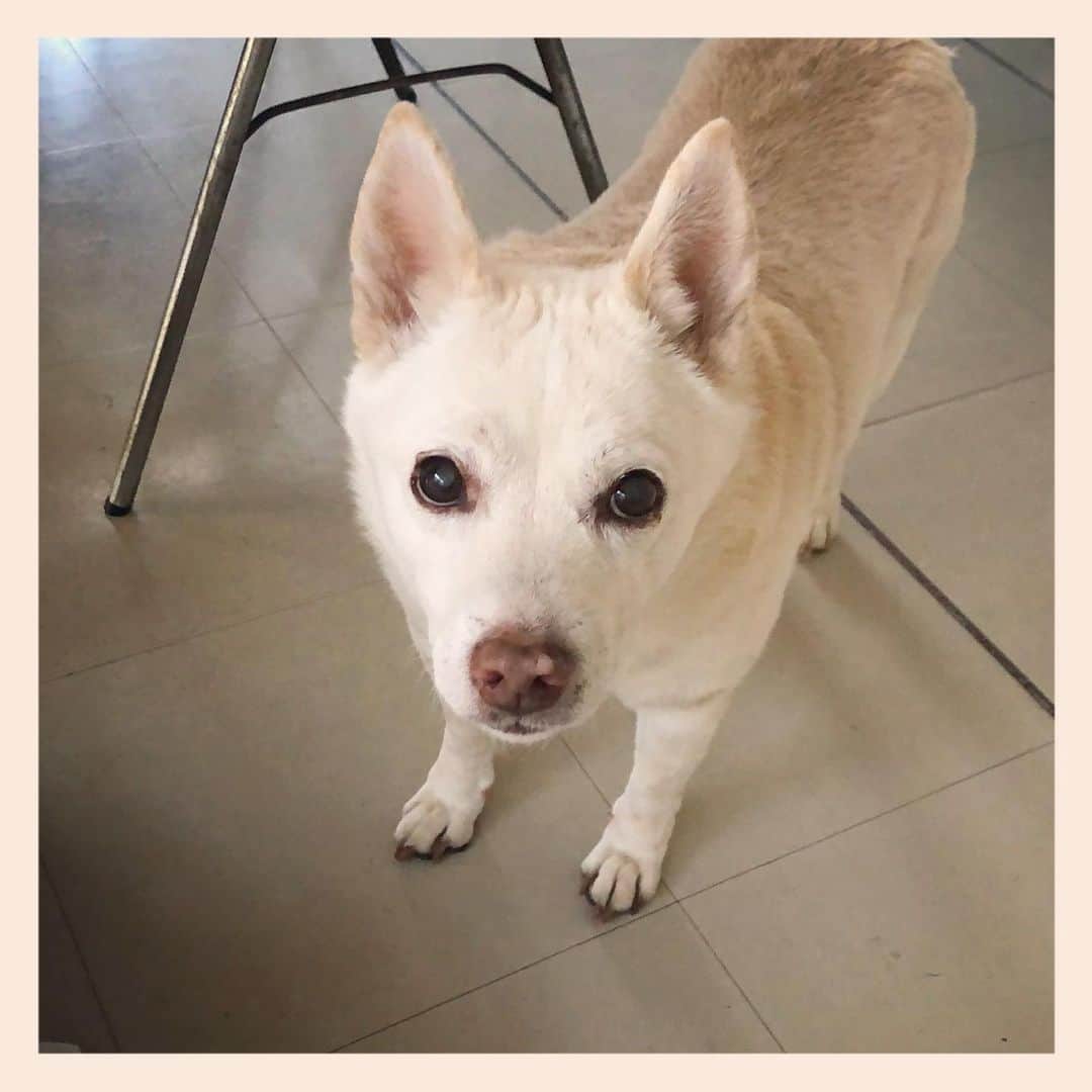 パンといっぴきのインスタグラム：「#元保護犬 #雑種犬 #crossbreed #mixdog #キップル14歳」