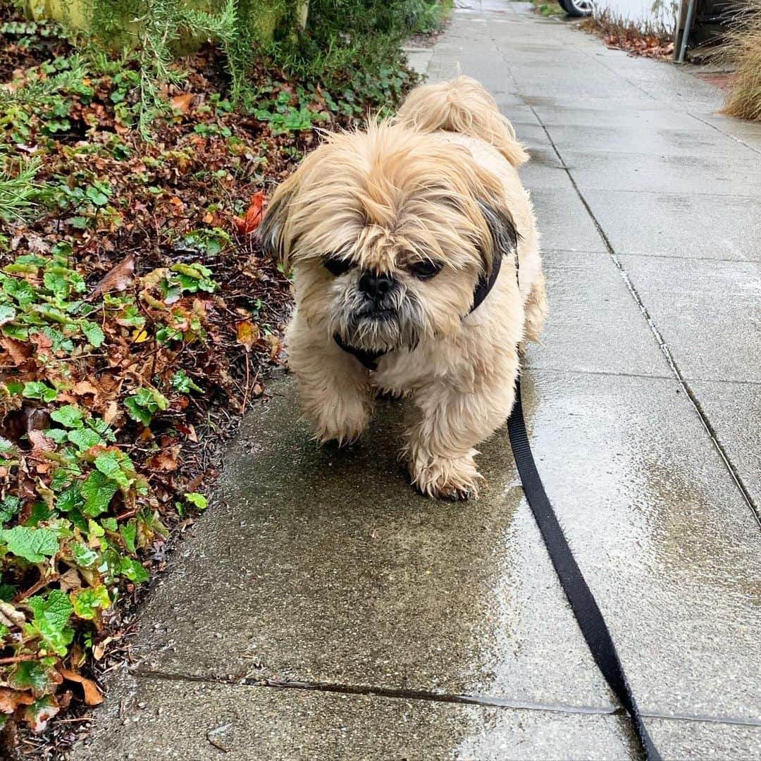 Dougie the Shih Tzuのインスタグラム：「Trudging.」