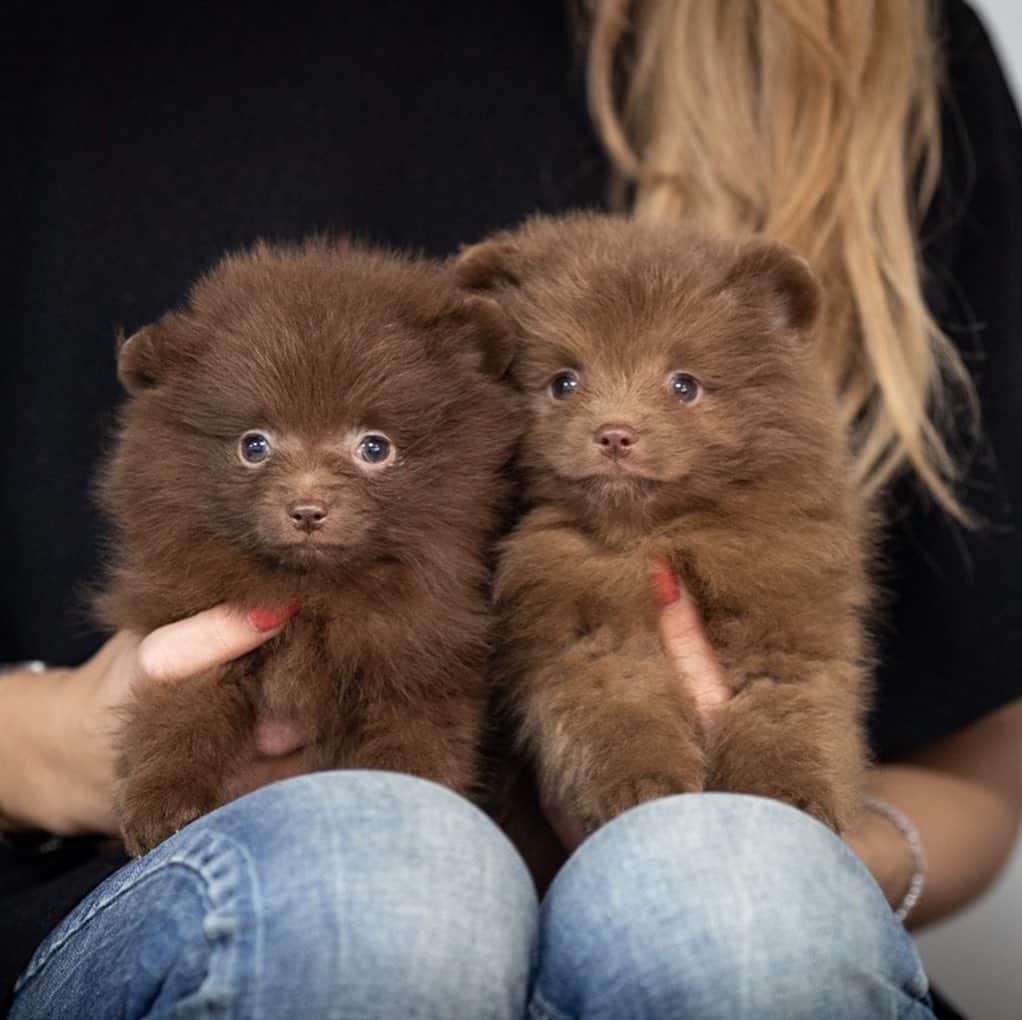 Puppy For Sale.さんのインスタグラム写真 - (Puppy For Sale.Instagram)「Очень красивые маленькие мальчик и девочка  шоколадного окраса. ⠀ Very beautiful little male & female chocolate color. ⠀ ___ ⠀ Следите за нашими обновлениями и подписывайтесь👇 ⠀ @artsimpatiya ⠀ Больше информации, фото и видео: Директ, на личном сайте питомника Арт Симпатия: www.artsimpatiya.ru ⠀ #puppypomerian #chiotpoméranien #puppypom #puppypomeranian #pomeranianmerle #pomeranianparis #merlepomeranian #pomeranianpup #pomeranianpuppy #pomeranianpuppies #pomeranianfrance #pomeranianspitz #pomeranianpage #pomeraniandogs #pomeranianlovers #teacuppuppies #merlepom #teacups #pomerania #spitztagram #spitzlovers #spitzpomeranian #spitzclub #spitzdog #spitzpuppy #merlepomeranians #merlepoms #merlepomeranianpuppy」1月3日 2時57分 - artsimpatiya