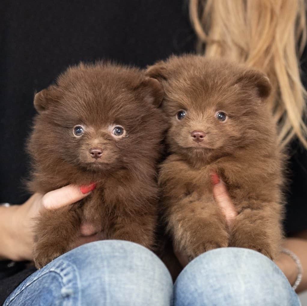 Puppy For Sale.のインスタグラム