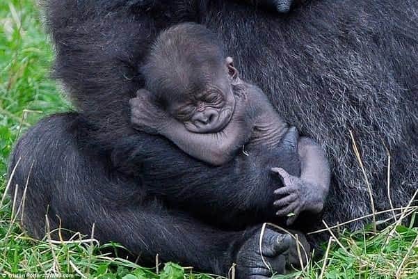 Baby Animalsさんのインスタグラム写真 - (Baby AnimalsInstagram)「Taking a nap in momma’s arms!」1月3日 3時01分 - thebabyanimals