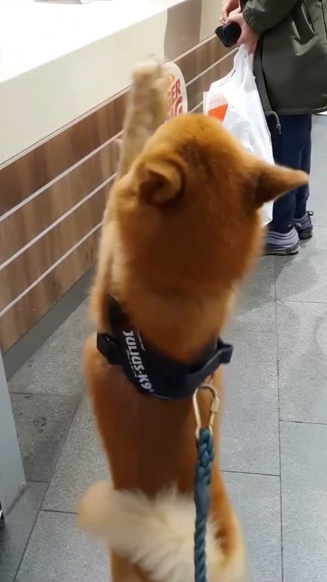 DogsOf Instagramのインスタグラム：「“Don’t forget my Whopper, Dad!” — @iamnickyboy   #dogsofinstagram @burgerking #kenzothedog」