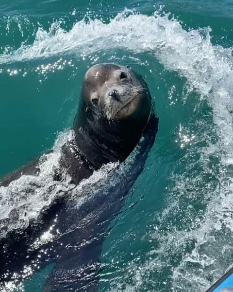 WildLifeのインスタグラム：「#video by @alexsharks_ 🙌🏼」