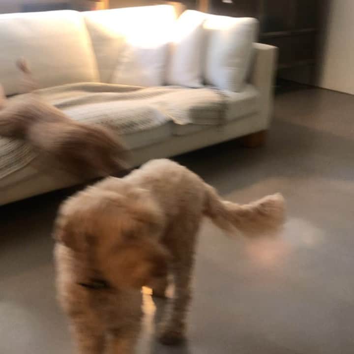 ジェニファー・グレイのインスタグラム：「life with puppy. #zoomies #winnieing #babyshewasborntorun」