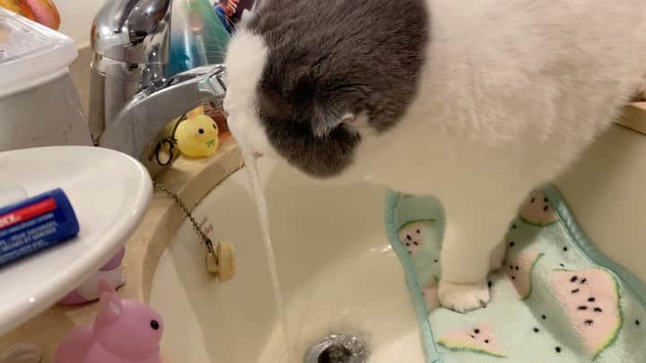 サイモンとマルティナのインスタグラム：「*trumpets blare*🎺🎺👑 The Royal Prince Requests Assistance to Drink from the Fresh Waterfall. Calling peasant servant Martina|~ “yes sir, Lord Meemersworth.”」