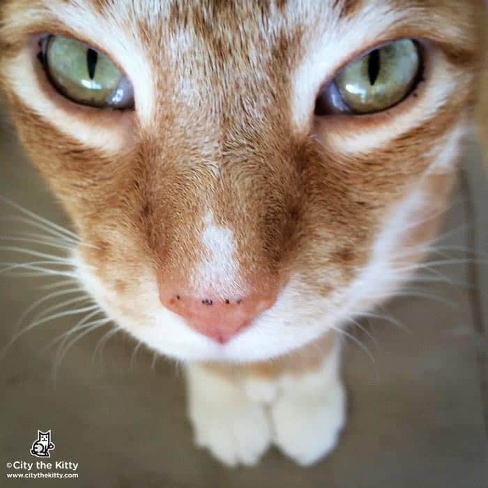 City the Kittyのインスタグラム：「Today’s the first Caturday of 2021! Let’s make it a good one! ❤️😺  #caturday #cat」