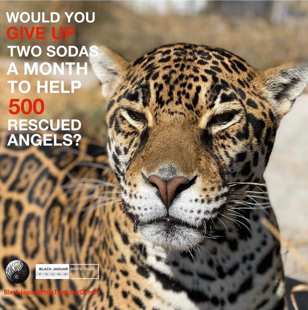 のインスタグラム：「Your donation saves lives. 500 rescued Animals need you. Active link to donate on our bio or at www.BlackJaguarWhiteTiger.org/Donate」