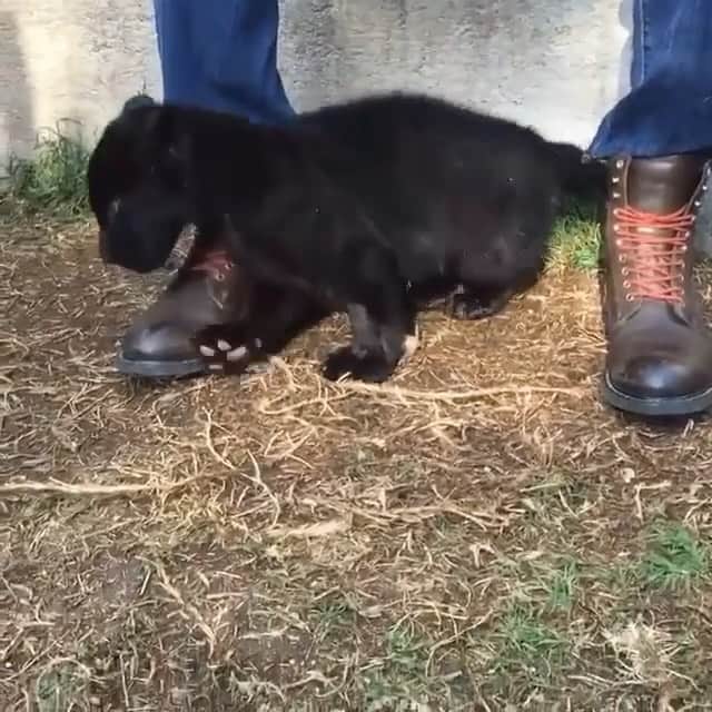 のインスタグラム：「MiniDarkness’ first steps after his surgery :)  #Repost @bjwtintime ・・・ Original caption: Kal-El is recovering great from his fracture. Today is the second day that we let him walk on grass. He's been miserable in his kennel but one has to be tough with him and only let him out from time to time so that his bone heals. In 10 days he'll be out in the garden all day long. He is going to be perfect... Date: December 27, 2014 #BabyKalElBJWT @magomezgarza」
