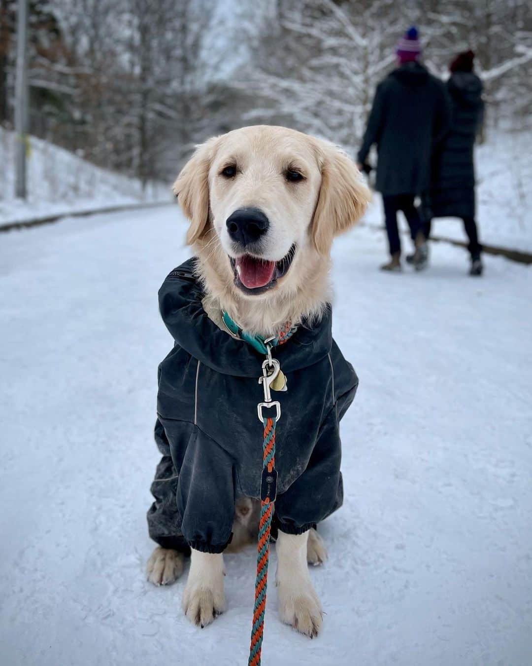 サイモンとマルティナのインスタグラム：「While I might not be having the best time adjusting to Canada’s cold, Fudgy is absolutely in love with the snow, and enjoys long walks in High Park :D」