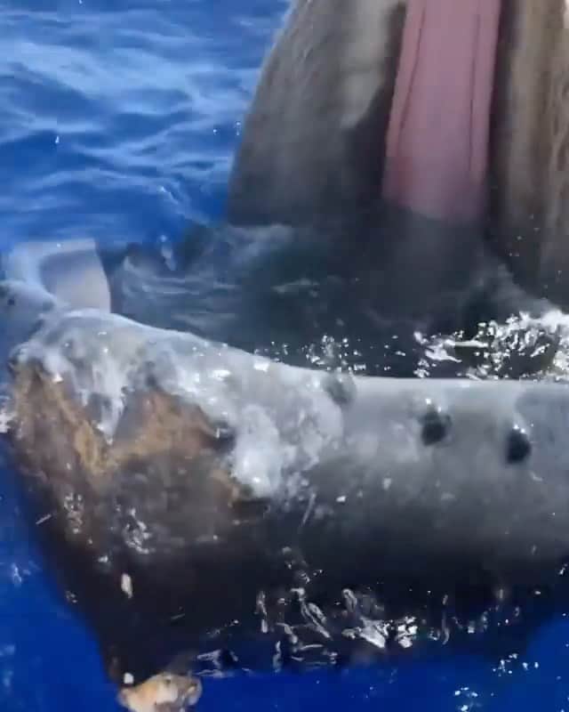 WildLifeのインスタグラム：「It’s important to know humpback whales are protected in Hawaii, so we are not allowed to approach them closer than 100 yards.   Encounters like this only happen when the whale decides to come toward us, and in that case, we stop moving and allow them to be curious and check us out! 🐋 🎥  by Rich Sonner  reposted from @ultimate_whalewatch_n_snorkel  #whales #oceanview #oceanlife #oceanside #videooftheday」