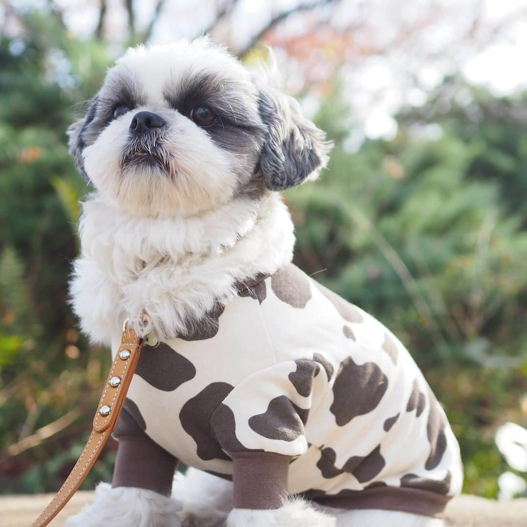 いくらさんのインスタグラム写真 - (いくらInstagram)「モォ〜りゃぁ〜🐮💨💨💨 ・ ハニ服のモーモー服で猪突猛進🐮👍 ・ その時の奇跡の一枚がこちら💁‍♂️ ・ この旨そうな犬タンは今夜の食卓へ🤤🐶👅🥓🍴 ・ ・ #🐮 #牛 #cow #丑年 #shizthu #シーズー #dogsofinstagram #シース #dog #shihtzu #犬 #shizthulovers #cute #シーズー犬 #犬のいる暮らし #シーズー男の子 #dogstagram #シーズー大好き #いぬすたぐらむ #シーズー大好き部 #わんすたぐらむ #愛犬 #ふわもこ部 #shihtzugram #いぬバカ部 #cutedogs #shihtzulovers #猪突猛進」1月3日 17時07分 - i_am_ikura