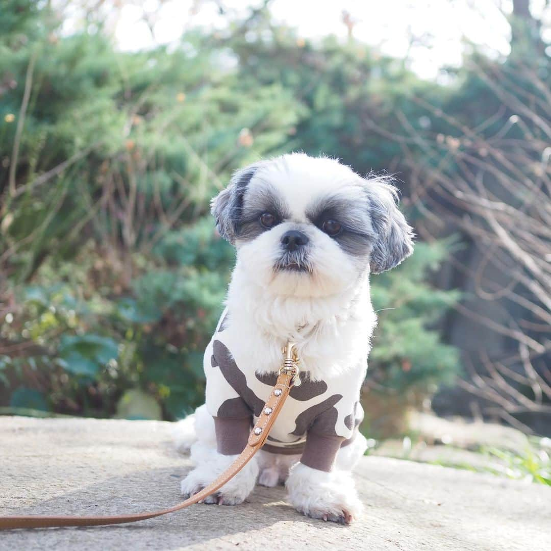 いくらさんのインスタグラム写真 - (いくらInstagram)「モォ〜りゃぁ〜🐮💨💨💨 ・ ハニ服のモーモー服で猪突猛進🐮👍 ・ その時の奇跡の一枚がこちら💁‍♂️ ・ この旨そうな犬タンは今夜の食卓へ🤤🐶👅🥓🍴 ・ ・ #🐮 #牛 #cow #丑年 #shizthu #シーズー #dogsofinstagram #シース #dog #shihtzu #犬 #shizthulovers #cute #シーズー犬 #犬のいる暮らし #シーズー男の子 #dogstagram #シーズー大好き #いぬすたぐらむ #シーズー大好き部 #わんすたぐらむ #愛犬 #ふわもこ部 #shihtzugram #いぬバカ部 #cutedogs #shihtzulovers #猪突猛進」1月3日 17時07分 - i_am_ikura