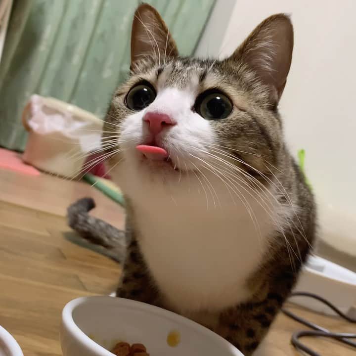 すずめくんのインスタグラム：「🍚💖  なりすましアカウントの件ですが… アカウントが削除されたことが確認されました！  みなさまのご協力のおかげです🙇‍♂️  本当にありがとうございました！ ご迷惑おかけして申し訳ありません🙇‍♂️  すずめのアカウントに限らず なりすましアカウントが多発しているようですので、十分にお気をつけください🐱  The fake account has been deleted.  Thank you!🐱💖  偽アカウントが削除されたので、先程の投稿は削除させていただきます🐱  #お正月ごはん  #うまうまタイム」